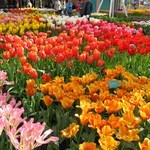 Keukenhof