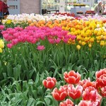 Keukenhof