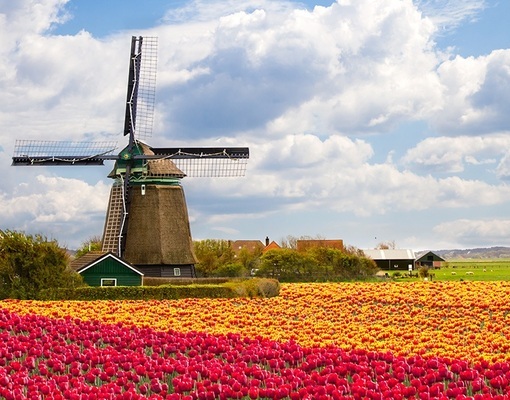 Blomstringstur til Holland